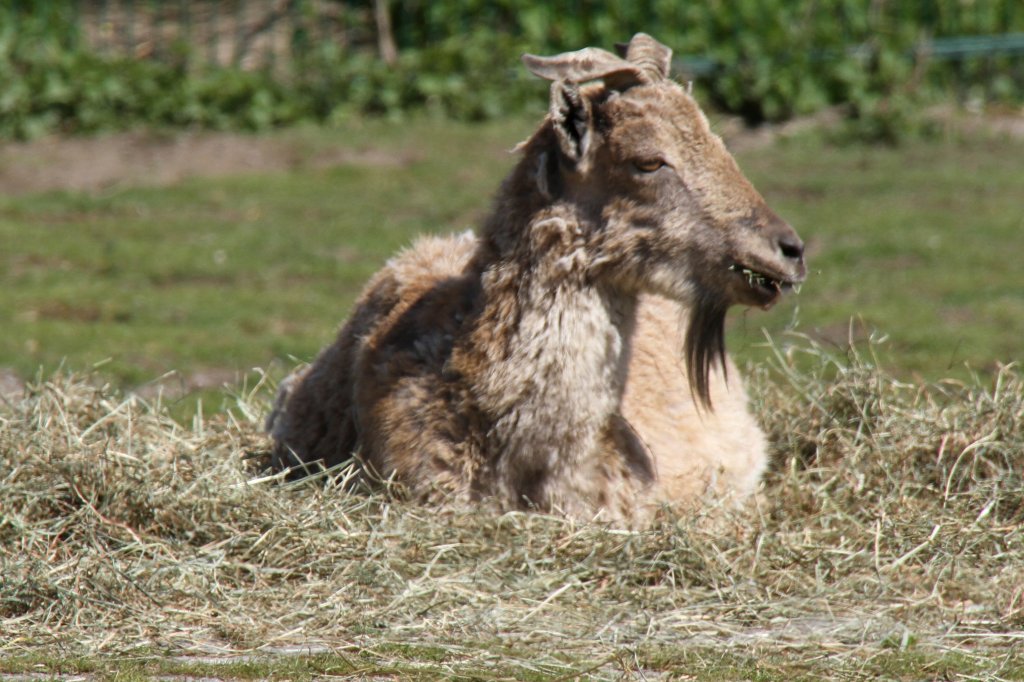 Schraubenziege oder Markhor (Capra falconeri) im Tierpark Berlin.