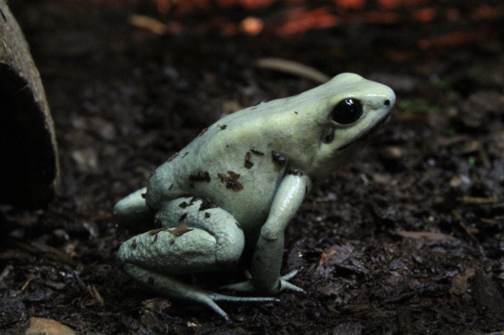 Schrecklicher Pfeilgiftfrosch (Phyllobates terribilis) am 9.2.2010 im Vivarium Karlsruhe. Dieser Frosch gilt als die giftigste Froschart. Bei in Gefangenschaft gehaltenen Tieren verlieren nach 6-12 Monaten die Giftigkeit, da die Tiere nicht das Gift ohne entsprechende Futterinsekten bilden knnen.