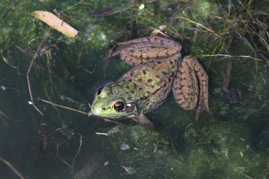 Schreifrosch (Rana clamitans melanotus) am 26.9.2010 in der Second Marsh in Oshawa,Ont.