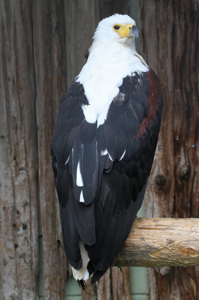 Schreiseeadler (Haliaeetus vocifer) am 2.10.2010 in der African Lion Safari in Cambridge,Ont.