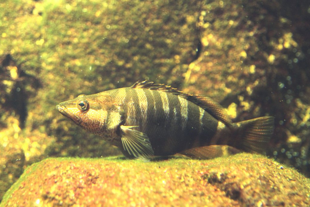 Schriftbarsch (Serranus scriba) am 26.6.2010 im Leipziger Zoo.