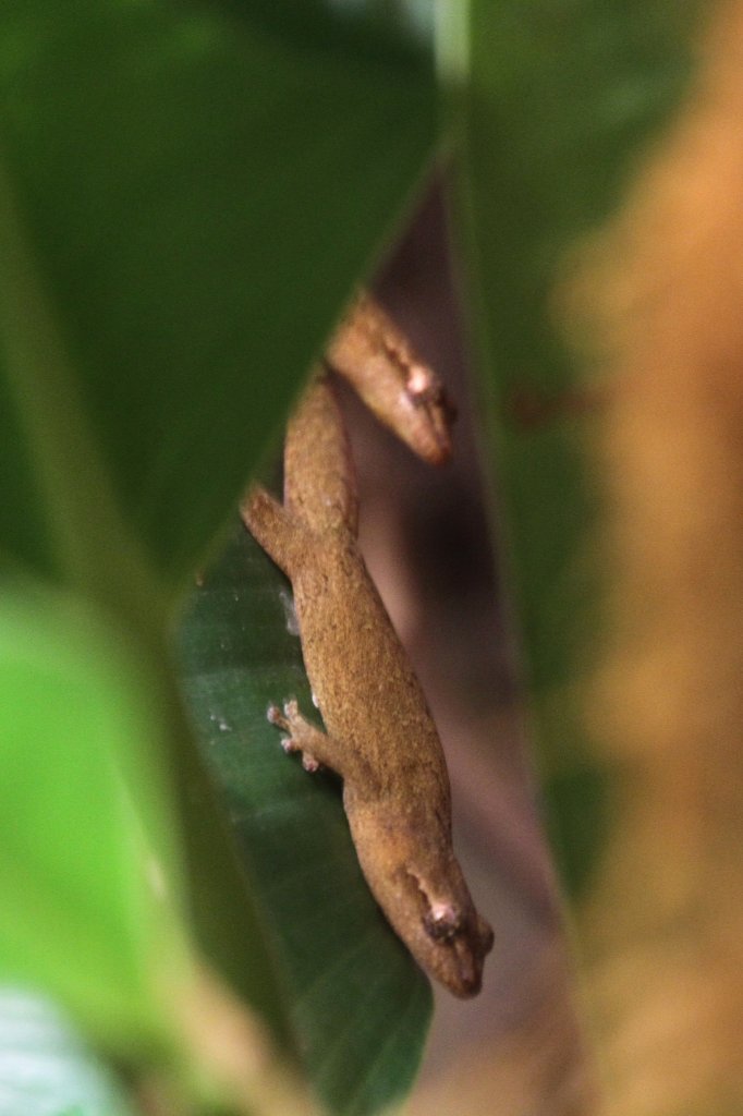 Schuppenfingergecko (Lepidodactylus lugubris) am 19.3.2010 im Zoo Basel.