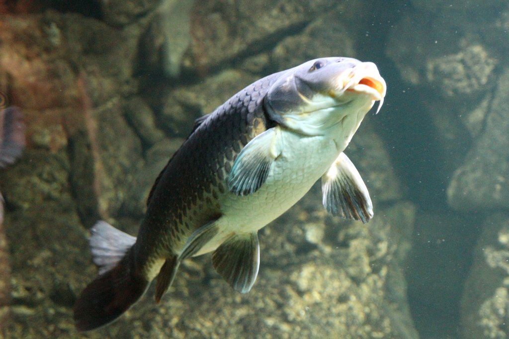 Schuppenkarpfen (Cyprinus carpio) am 12.3.2010 im Zooaquarium Berlin.