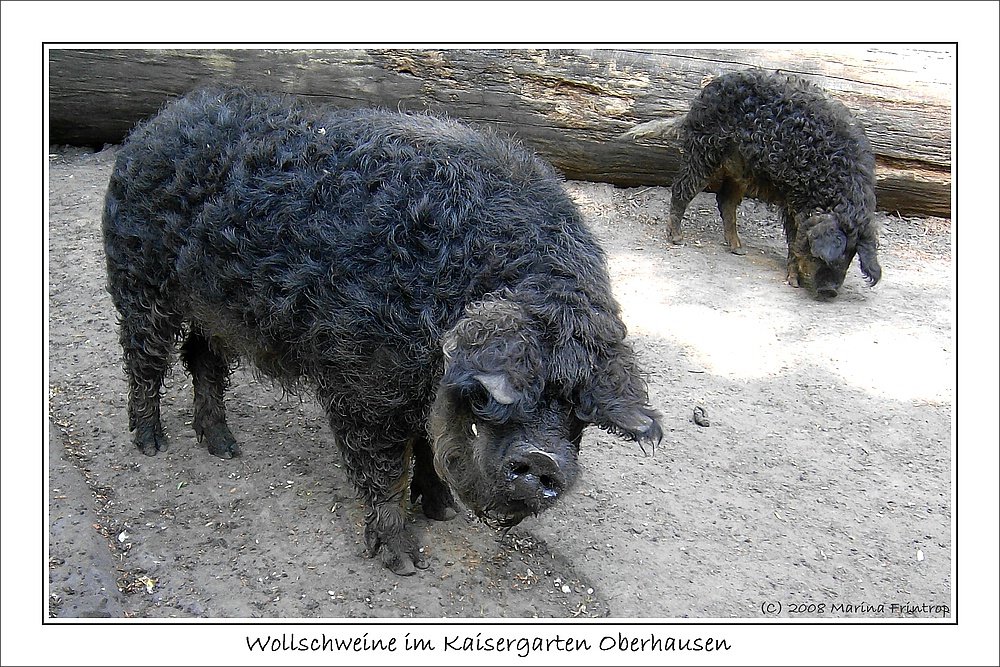 Schwalbenbuchige Wollschweine (auch Mangalica-, Mangalitza- oder Mangaliza-Schweine genannt) - Fotografiert im Kaisergarten, Oberhausen.