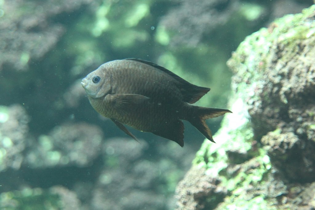 Schwalbenschwanz-Riffbarsch (Acanthochromis polyacanthus) am 18.4.2010 im Tierpark Berlin.