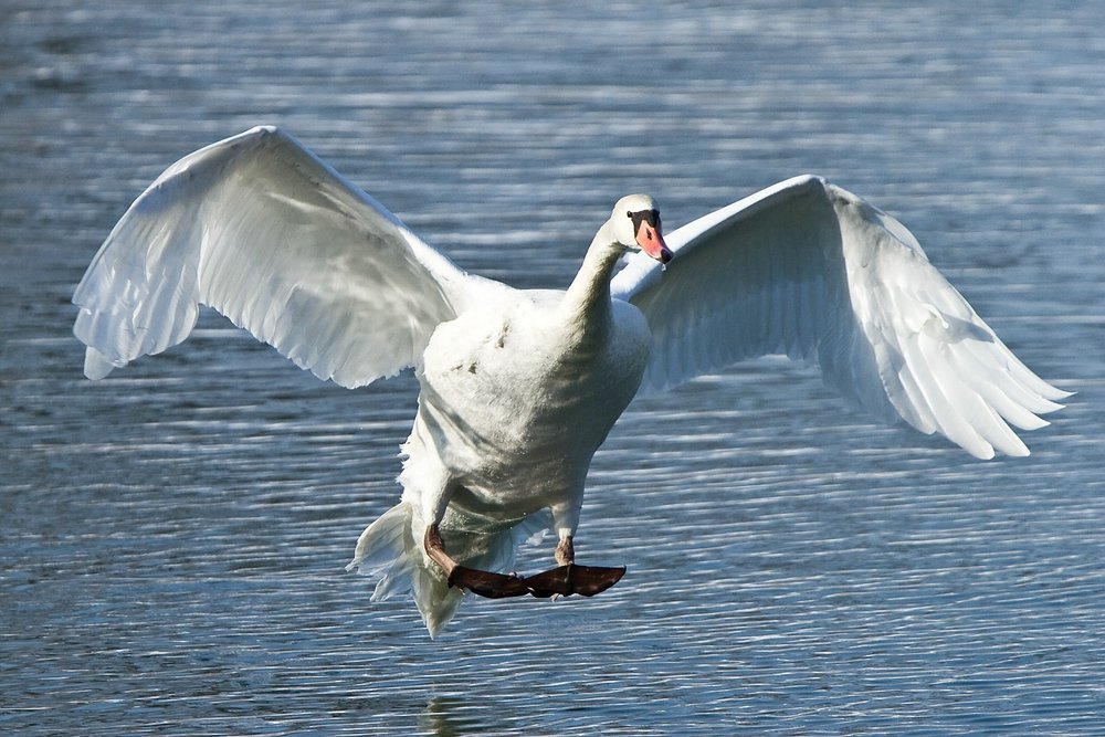 Schwan an der Donau/ Neuburg a.d.Donau.