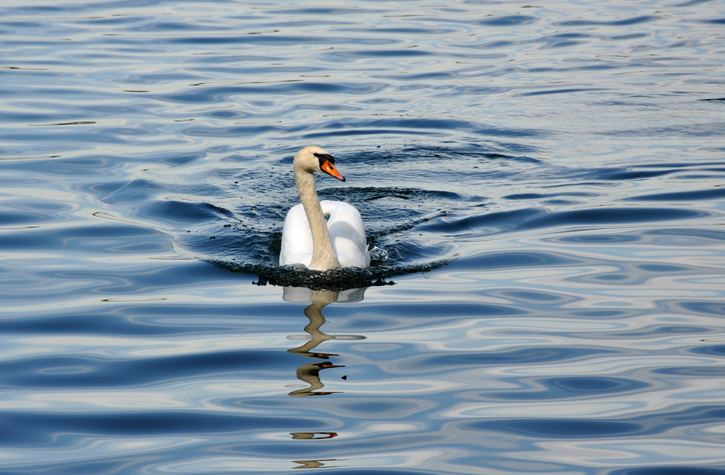 Schwan im Anmarsch, am Zlpicher See - 09.04.2011