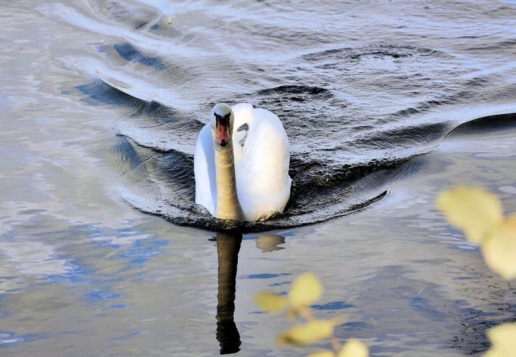 Schwan im Anmarsch. Leider nichts zum Fttern dabei gehabt. Zlpicher See 06.11.2009