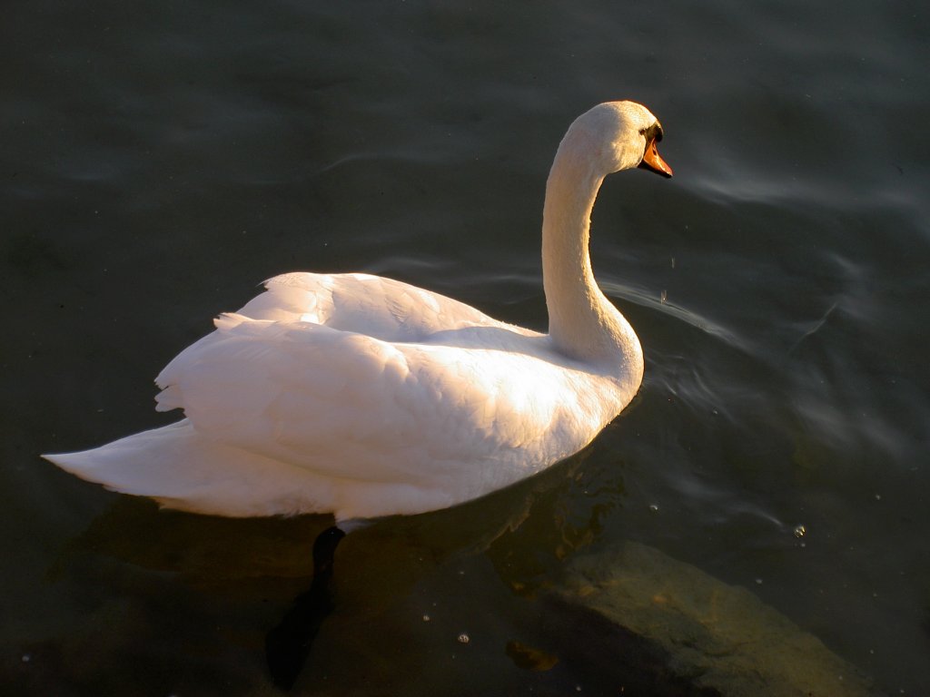 Schwan auf dem Neuenburger See, Kanton Waad (21.03.2011)