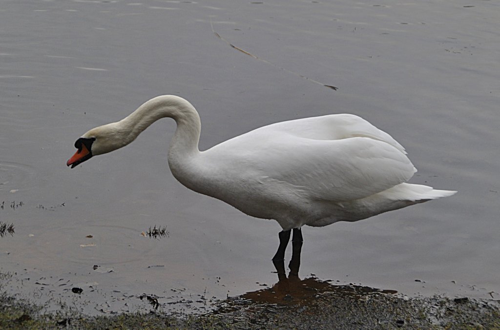 Schwan, auf dem Silber See in Hannover. Foto vom 23.01.2011.