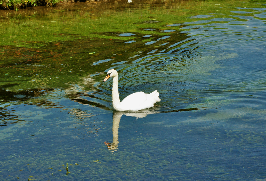 Schwan auf der Iller bei Fischen im Allgu - 16.07.2011