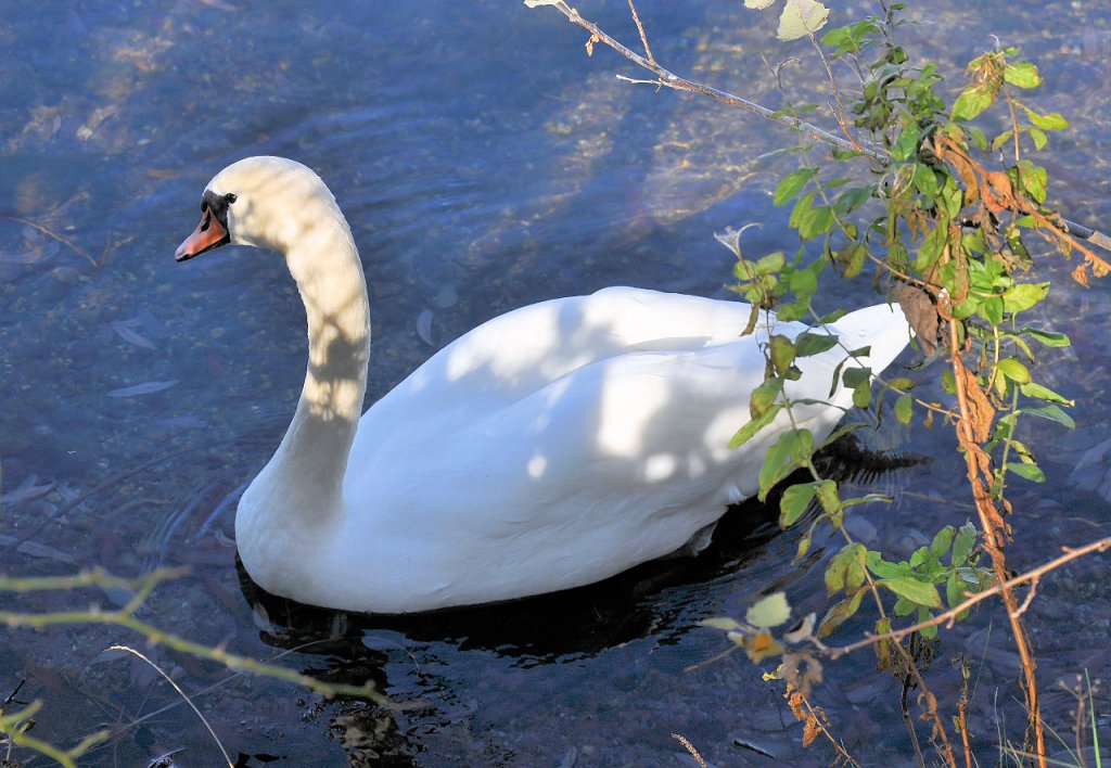 Schwan gleitet stolz durch den Zlpicher See - 06.11.2009