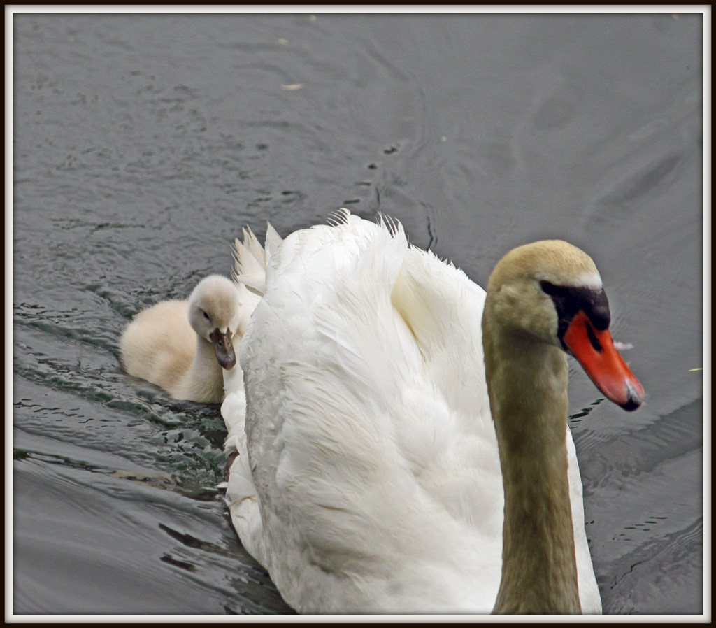 Schwan mit Baby