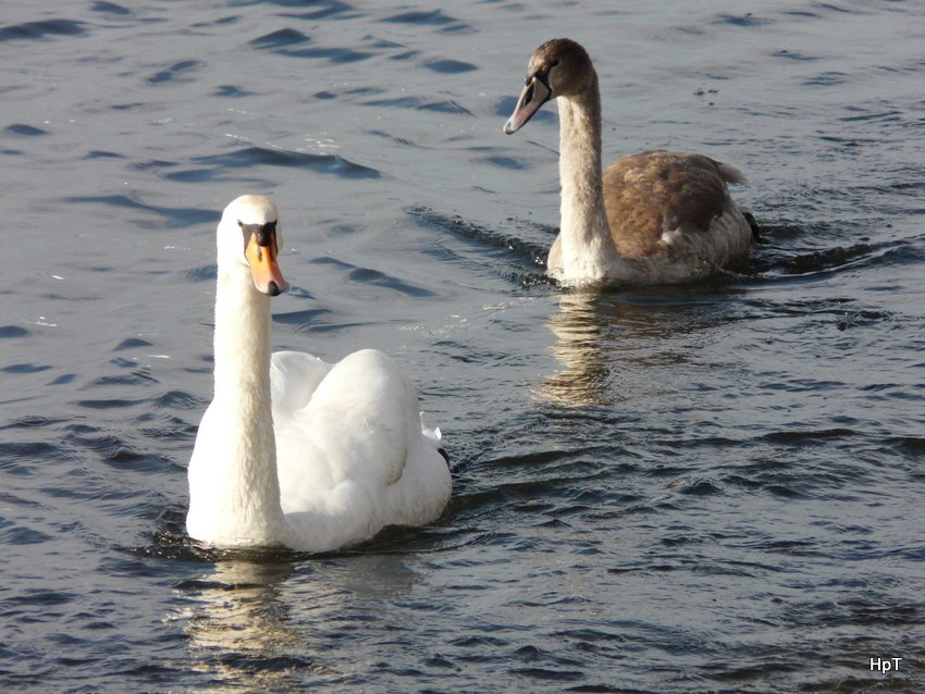 Schwan mit Jungem im Zrchersee am 29.11.2008