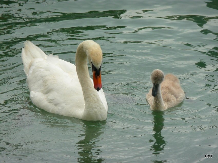 Schwan mit Jungen im Bielersee am 12.07.2009