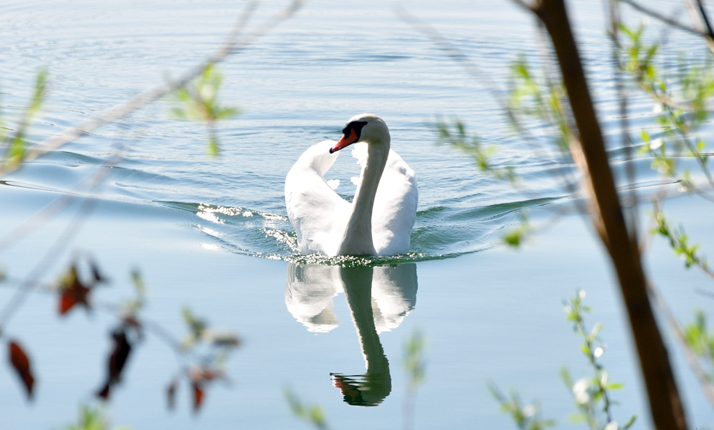 Schwan mit Spiegelbild auf dem Zlpicher See 17.04.2010