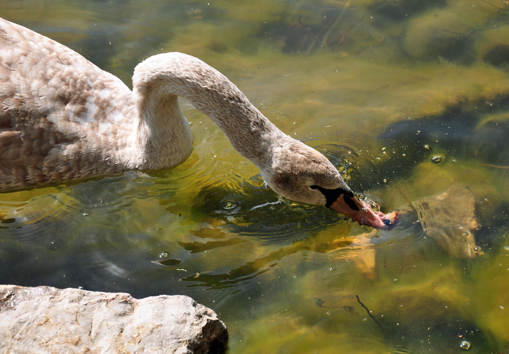 Schwan im Zlpicher See beim  futtern  - 09.04.2011