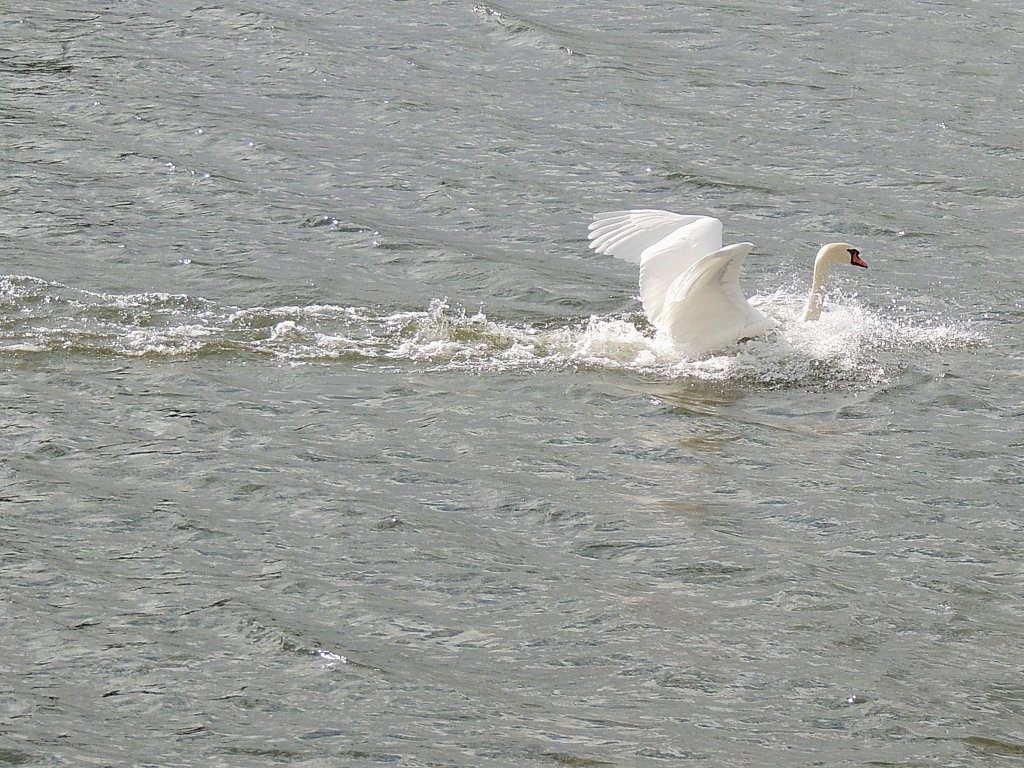 Schwan(Cygnini)landet in der Mosel bei Remich; 120825