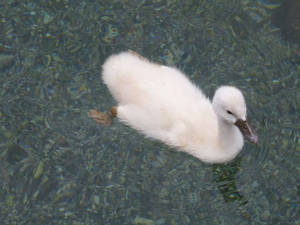 Schwanenbaby im Gardasse, Riva del Garda, 28.05.13.