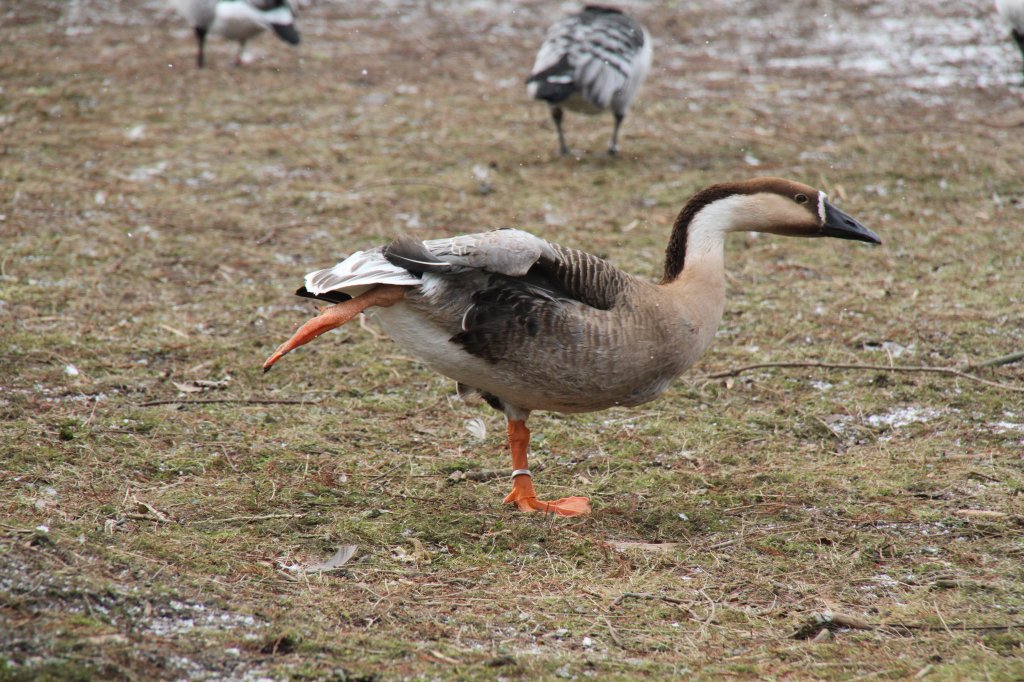 Schwanengans (Anser cygnoides) bei den bungen zu Schwanensee. Zoo Karlsruhe am 9.2.2010.
