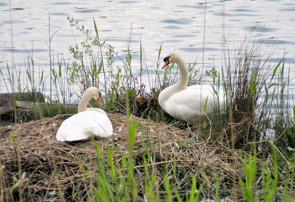 Schwanenpaar brtet und bewacht ihr Nest am Neffelsee bei Zlpich - 18.05.2010