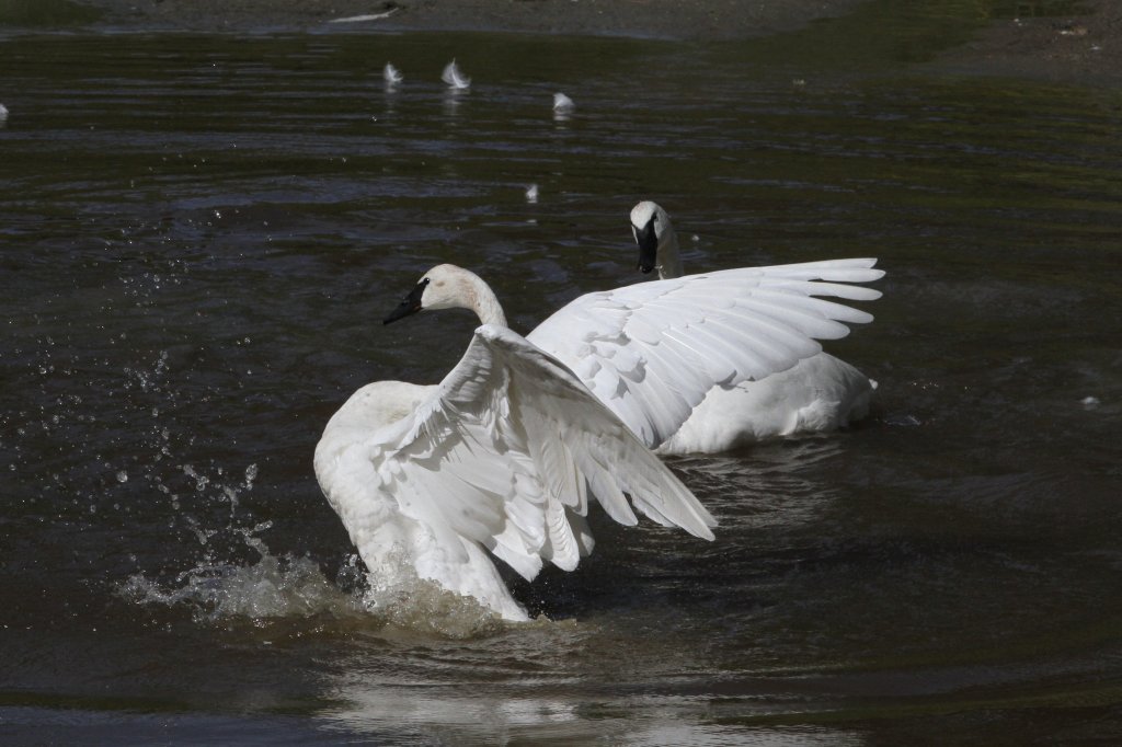 Schwanensee-Ballett. Trompeterschwan (Cygnus buccinator) am 18.9.2010 im Zoo Sauvage de Saint-Flicien,QC. 
