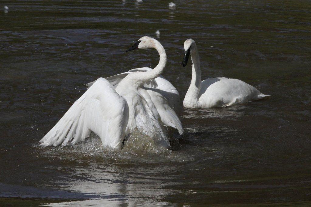 Schwanensee-Ballett. Trompeterschwan (Cygnus buccinator) am 18.9.2010 im Zoo Sauvage de Saint-Flicien,QC. 