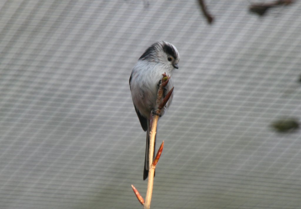 Schwanzmeise (Aegithalos caudatus) am 7.12.2009 im Zoo Dresden. Diese Meise brtet im Gegensatz zu den Echten Meisen nicht in Hhlen, sondern baut ein Kugelnest aus Moosen und Flechten.