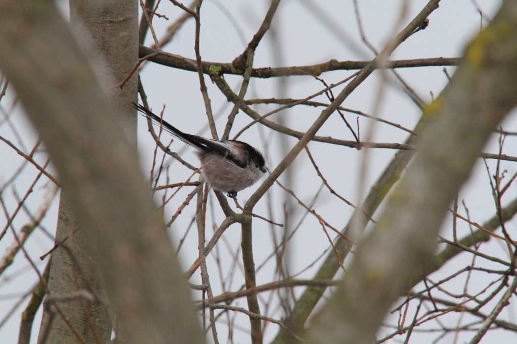 Schwanzmeise (Aegithalos caudatus europaeus) am 12.2.2010 auf der Nahrungssuche am Oberrhein bei Altenheim.
