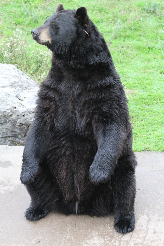 Schwarzbr (Ursus americanus) am 3.10.2010 im Marineland in Niagara Falls,ON.

