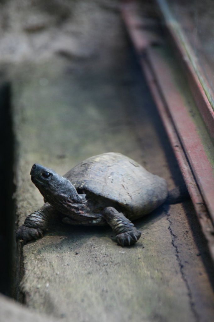 Schwarzbauch-Erdschildkrte (Melanochelys trijuga), eine aus Sdindien stammende Art, am 7.12.2009 im Zoo Dresden.