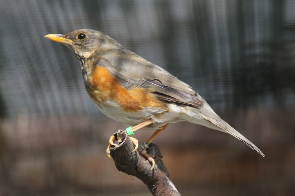 Schwarzbrustdrossel (Turdus dissimilis) im Tierpark Berlin.