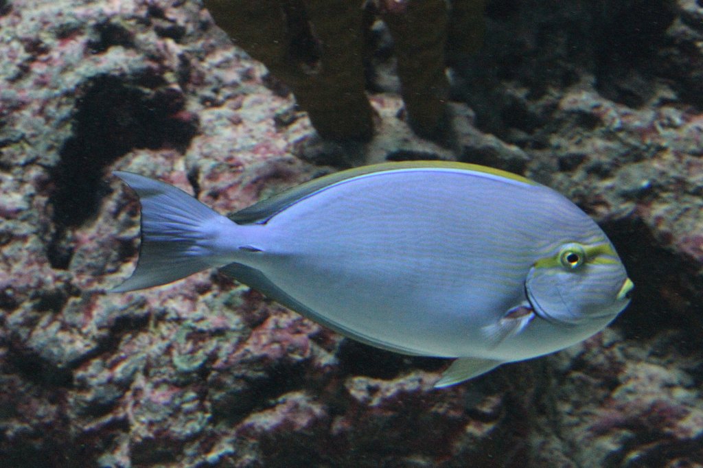 Schwarzdorn- Doktorfisch (Acanthurus mata) am 12.3.2010 im Zooaquarium Berlin.