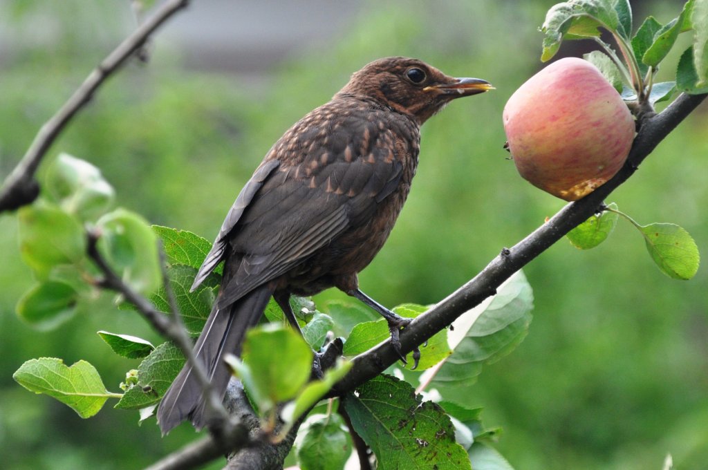 Schwarzdrossel-Jungvogel als Apfeldieb im Garten (RHEINE, Kreis Steinfurt/Deutschland, 25.07.2010)