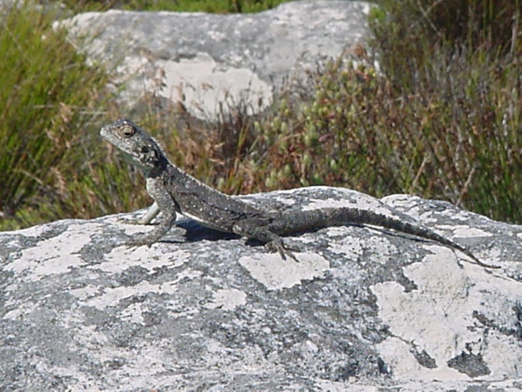 Schwarze Agame auf dem Tafelberg, Kapstadt.