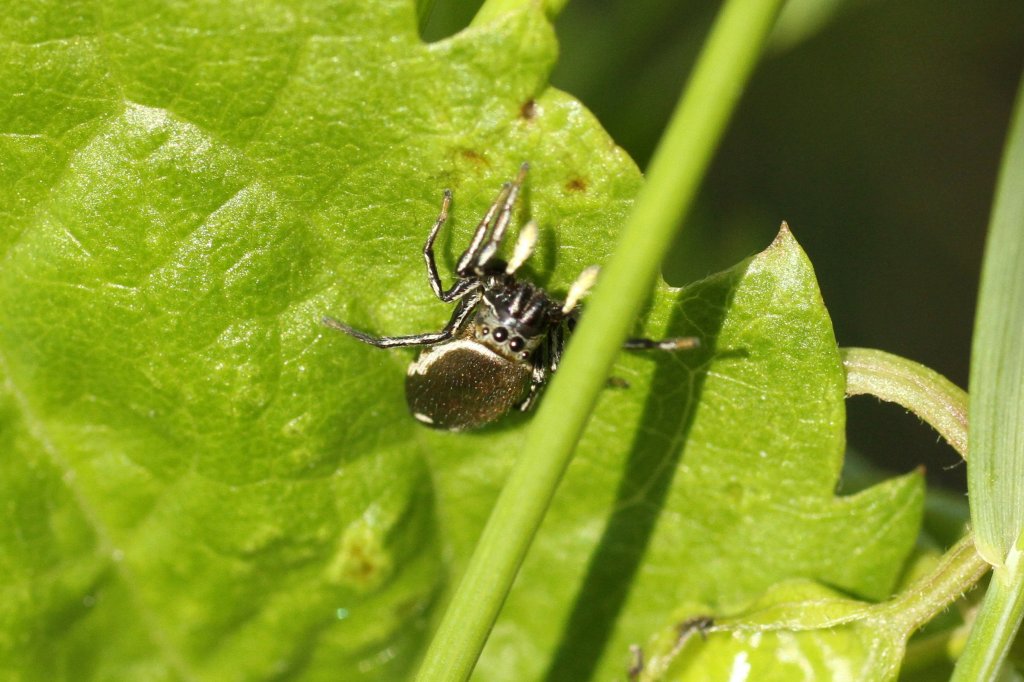 Schwarze Springspinne (Evarcha arcuata) am 4.6.2010 in Istein.