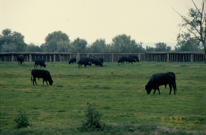  Schwarze Stiere der Camargue  auf einer Weide am 04.05.1994 in der Camargue in Südfrankreich (Dia gescannt)