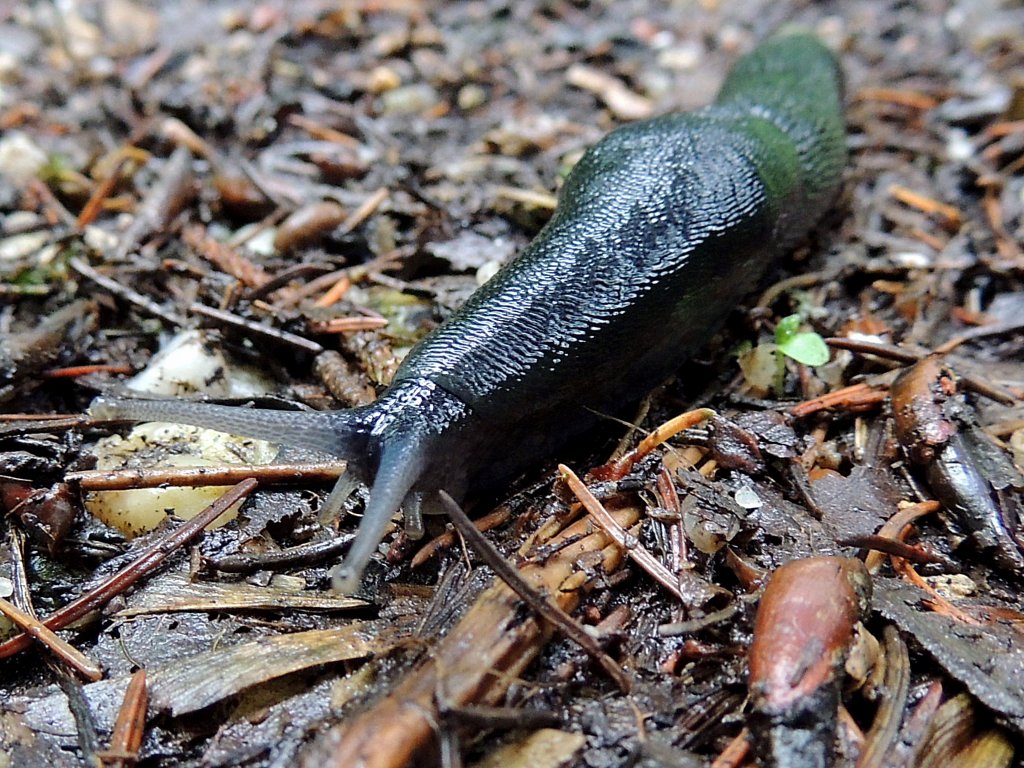 Schwarze Wegschnecke(Arion ater) bahnt sich ihren Weg ber den feuchten Waldboden; 120610