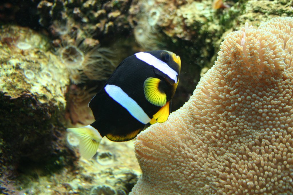 Schwarzer Amphiprion (Amphiprion clarkii) am 30.3.2008 in der Wilhelma.