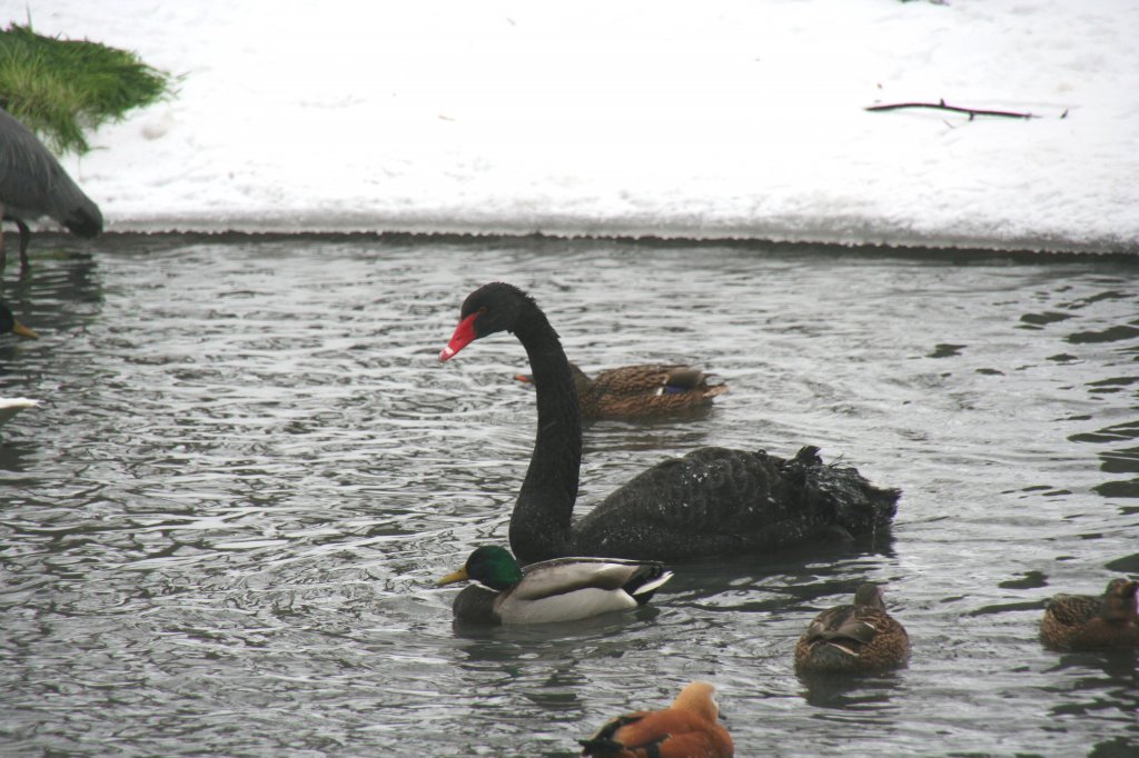 Schwarzer Schwan oder Trauerschwan (Cygnus atratus) am 9.1.2010 an einer eisfreien Flche im See. Tierpark Berlin am 9.1.2010.