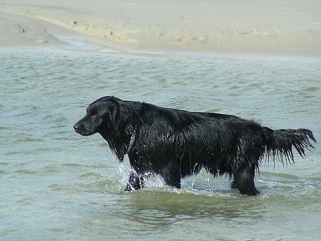 Schwarzer Setter nimmt ein Bad in der Nordsee vor Wangerooge;060904