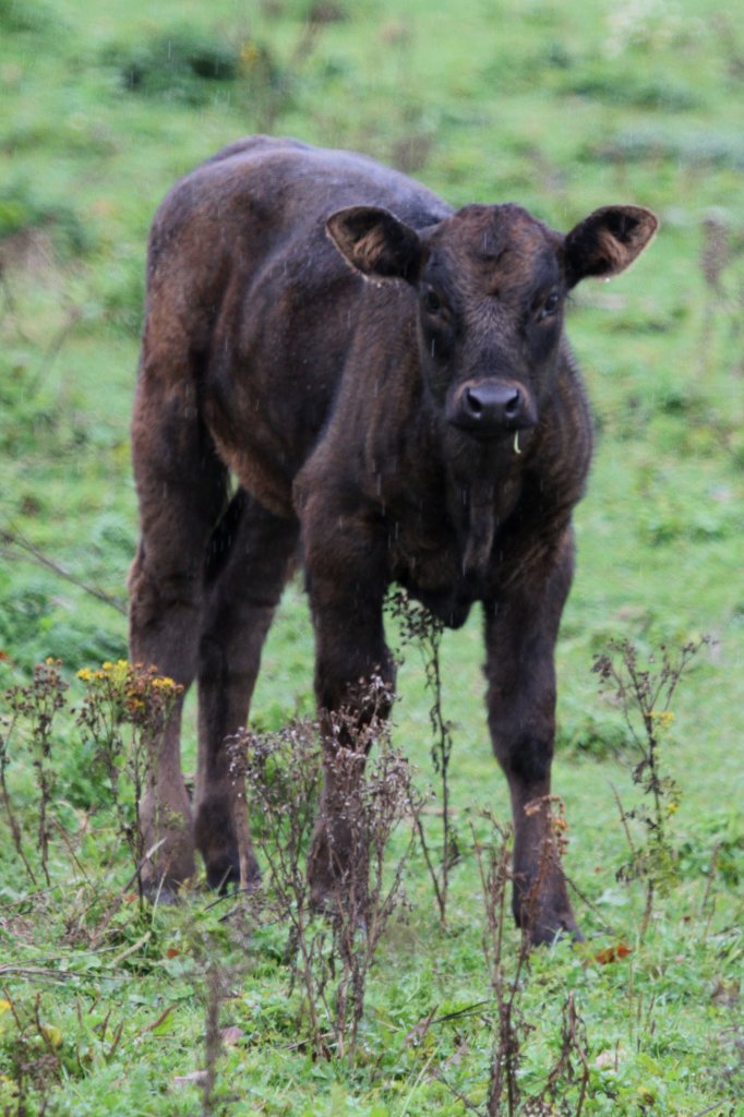 Schwarzes Aberdeen Angus Kalb am 2.10.2010 in Cambridge County,Ont.