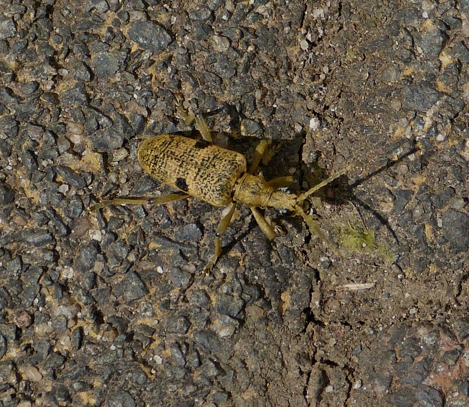 Schwarzfleckiger Zangenbock (Rhagium mordax) auch Laubholzzangenbock genannt gesehen am 02.05.2013. (Hans)