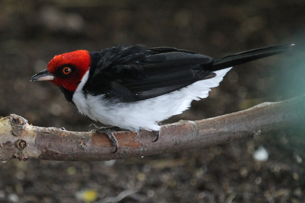 Schwarzkehlkardinal (Paroaria gularis) am 3.10.2010 im Bird Kingdom in Niagara Falls,Ontario.