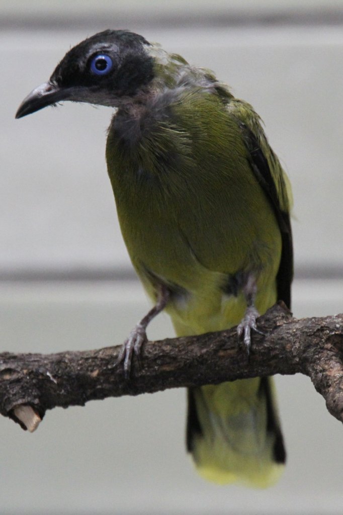 Schwarzkopfblbl (Pycnonotus atriceps) am 18.4.2010 im Tierpark Berlin.