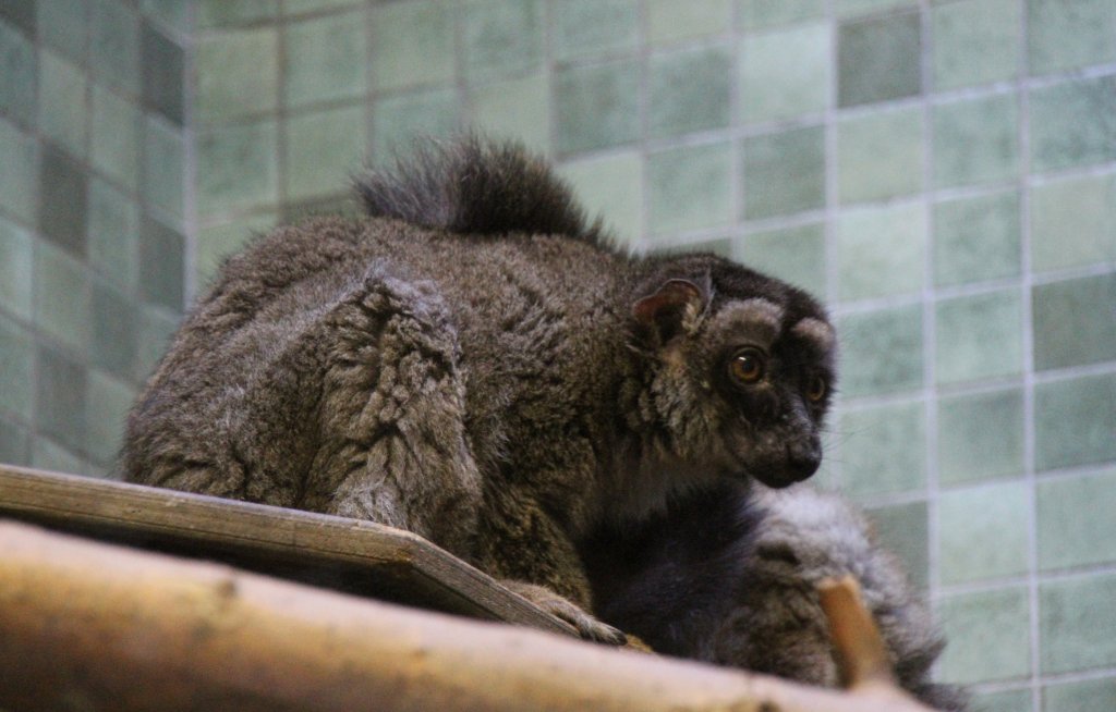 Schwarzkopfmaki, Brauner Maki oder Mayotte-Maki (Eulemur fulvus mayottensis) am 25.2.2010 im Zoologischen Garten Berlin.