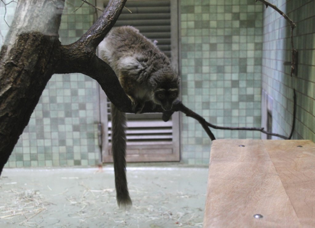 Schwarzkopfmaki (Eulemur fulvus) am 11.3.2010 im Zoo Berlin.