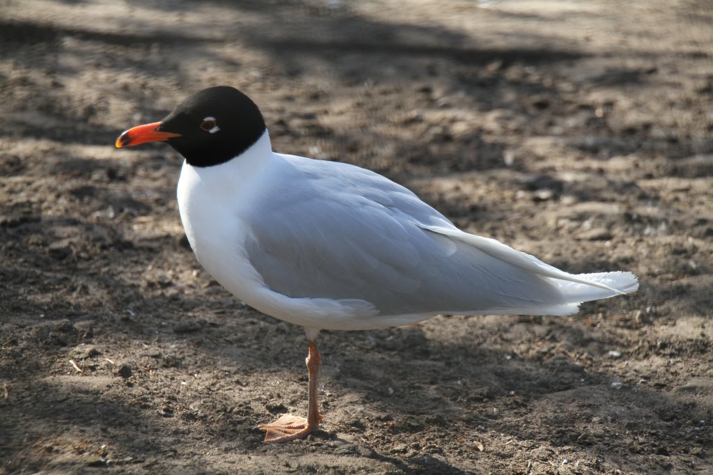 Schwarzkopfmwe (Ichthyaetus melanocephalus) im Tierpark Berlin.