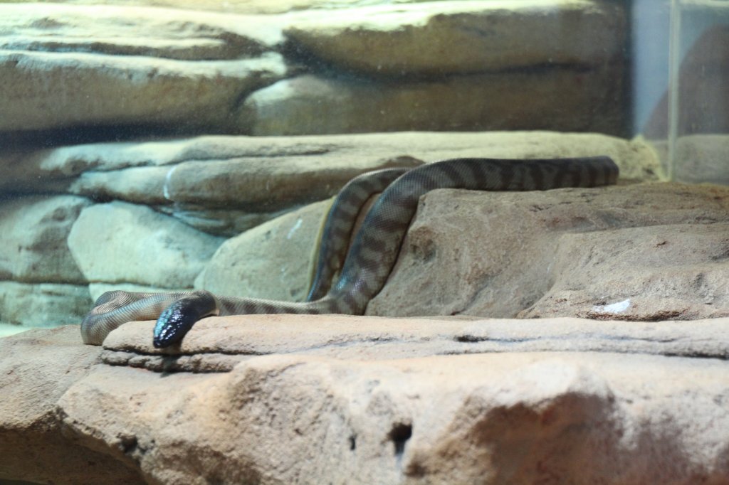 Schwarzkopfpython (Aspidites melanocephalus) am 9.2.2010 im Vivarium Karlsruhe.
