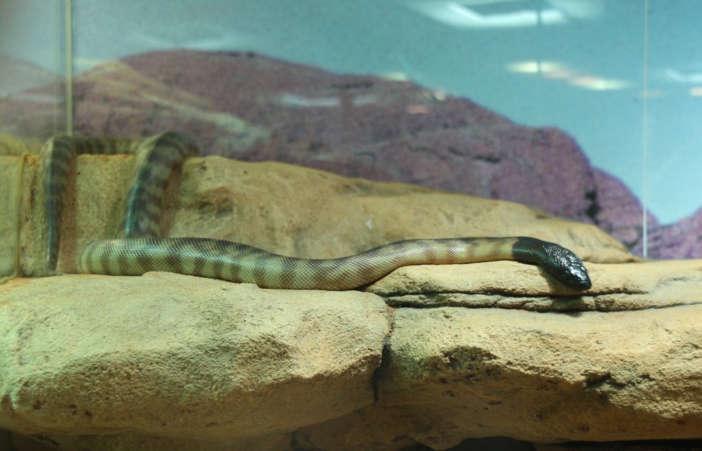 Schwarzkopfpython (Aspidites melanocephalus) am 9.2.2010 im Vivarium Karlsruhe.